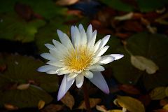 35F South Conservatory English Garden Fountain White Water Lily In Central Park East 104 St